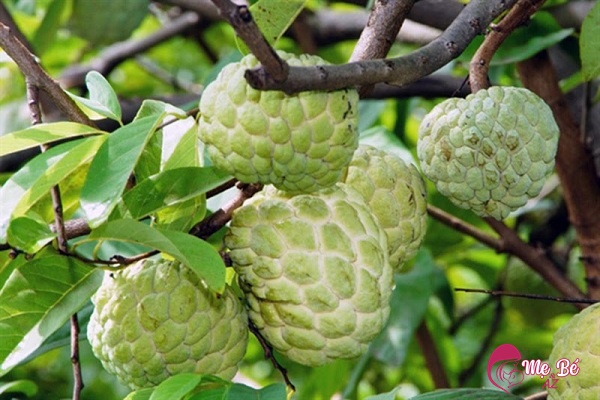 Bà bầu nên ăn mãng cầu ta với lượng vừa phải