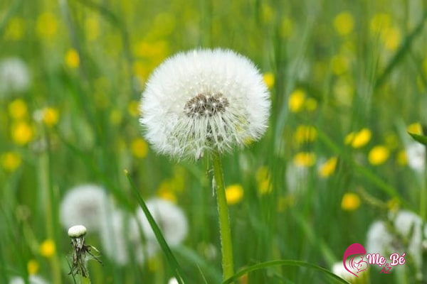 Lá bồ công anh giúp sữa mẹ về nhiều và mát hơn