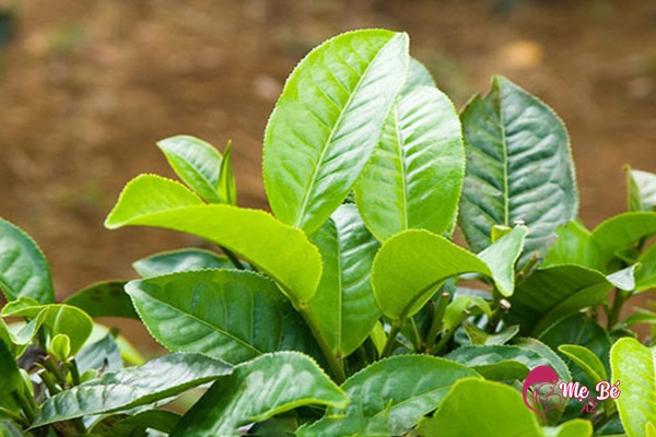 Công dụng của trà xanh cho làn da trẻ sơ sinh