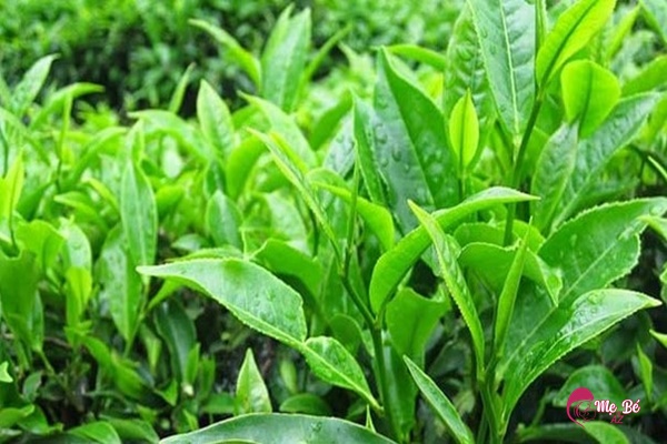 Trẻ Sơ Sinh Bị Kê Có Nên Tắm Hạt Kê? Mẹo Chăm Sóc Da Cho Bé Hỏi - Đáp: Trẻ sơ sinh bị kê tắm hạt kê hay tắm gì?
