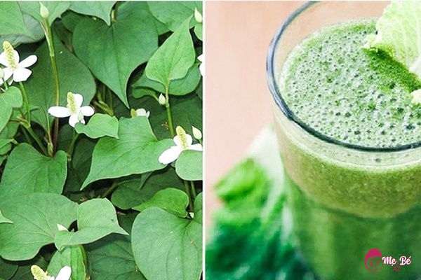 Hạ Sốt Cho Trẻ Sơ Sinh Bằng Rau Diếp Cá: 3 Cách An Toàn & Hiệu Quả Hạ sốt cho trẻ sơ sinh bằng rau diếp cá an toàn