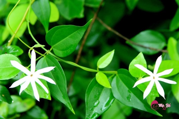 Cốm lợi sữa Medimom: Lựa chọn tốt cho mẹ sau sinh? Cốm lợi sữa Medimom: Lựa chọn tốt cho mẹ sau sinh?