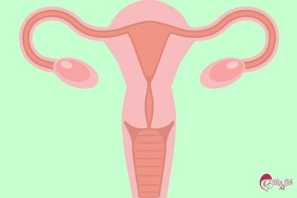 Quá trình rụng trứng