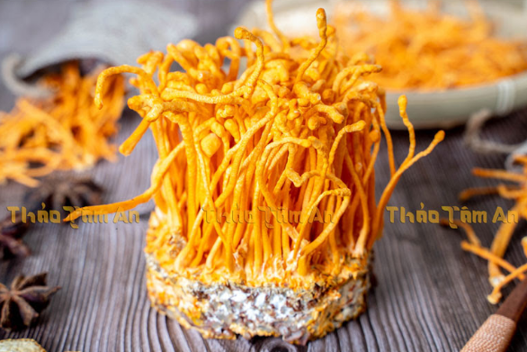 Đông Trùng Hạ Thảo