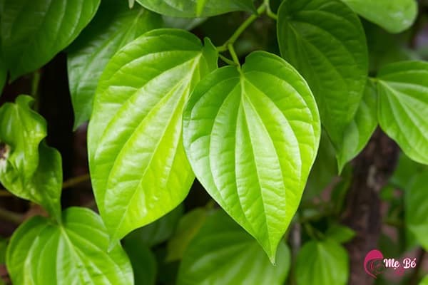 Trị hăm tã bằng lá trầu không