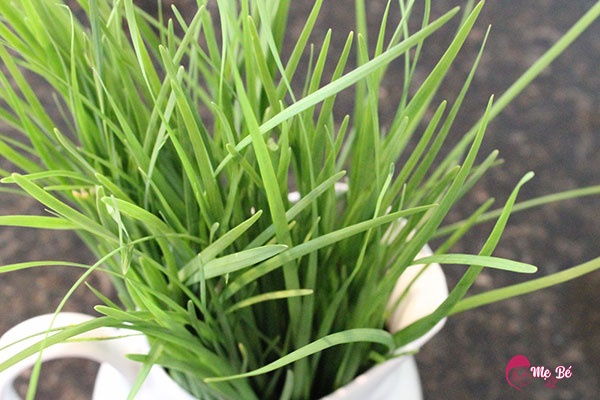 Chữa Đờm Cho Trẻ Sơ Sinh 2 Tháng Tuổi Bằng Phương Pháp Dân Gian Lá hẹ hấp đường phèn chữa ho cho bé