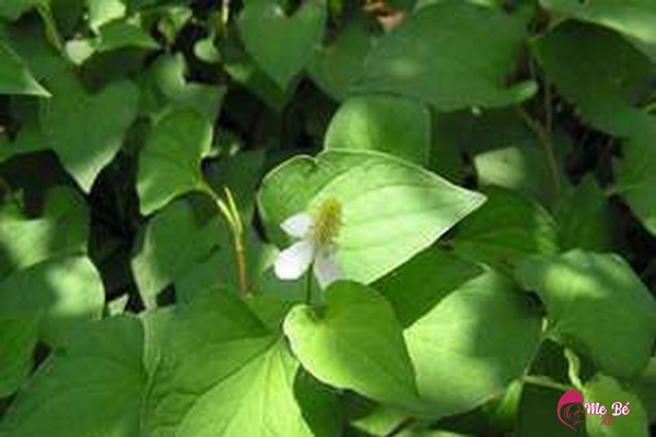 Hạ sốt cho trẻ sơ sinh bằng rau diếp cá