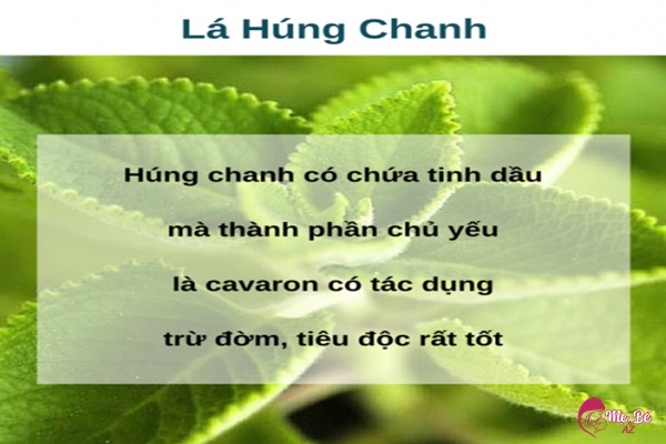 Chữa ho bằng lá húng chanh