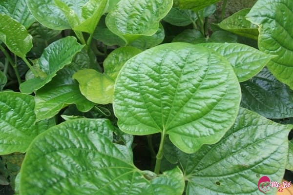 Lá lốt có tác dụng giảm đau nhức