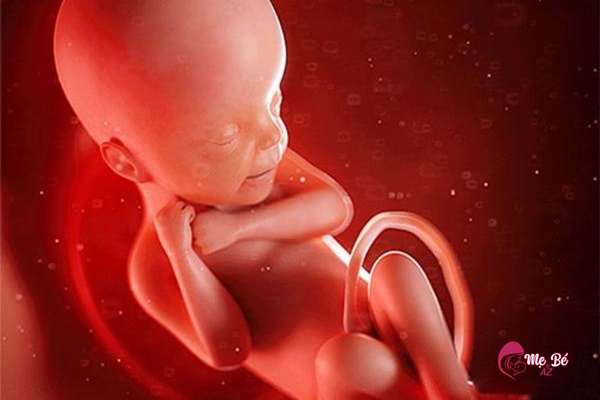 Giấc ngủ của thai nhi