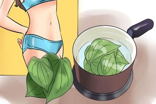 Lá trầu không được sử dụng để xông hơi vùng kín sau sinh