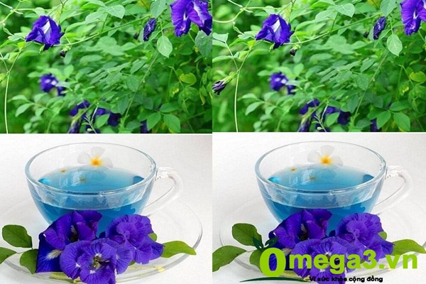 Trà Hoa Đậu Biếc Có Giảm Cân Không? Lợi Ích Và Cách Sử Dụng