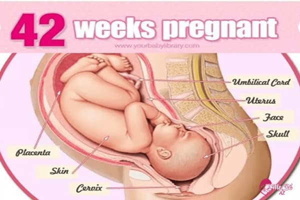 Thai nhi trong bụng mẹ