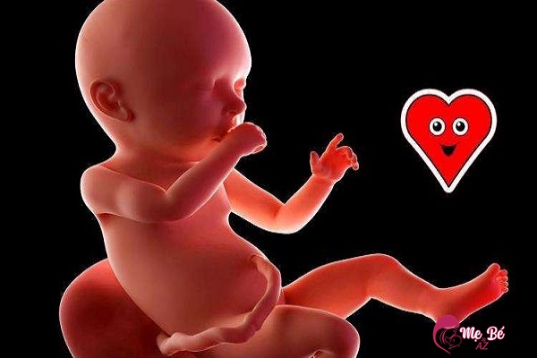 Thụ Tinh Trong Ống Nghiệm (IVF): Hướng Dẫn Chi Tiết Cho Bà Bầu Từ tuần 7 trở đi mẹ có thể nghe rõ ràng tim thai