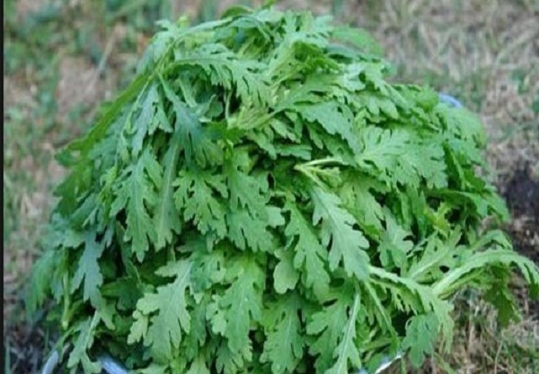 Công dụng của rau cải cúc