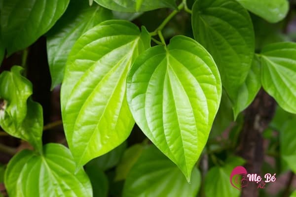Mẹo dùng lá trầu không cho trẻ hết giật mình