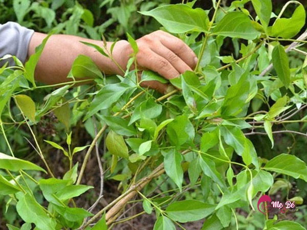 Thành phần Cao Chè Vằng Mệ Đoan