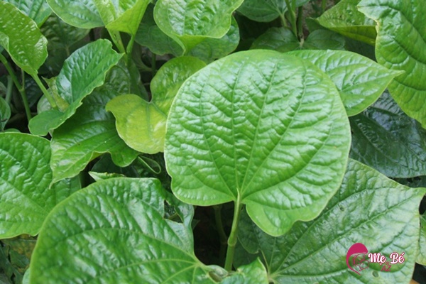 Mô tả hình ảnh tắm bé bằng lá lốt