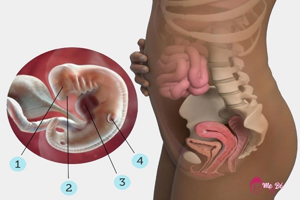 Sự phát triển của túi noãn hoàng thành phôi thai cần thời gian.