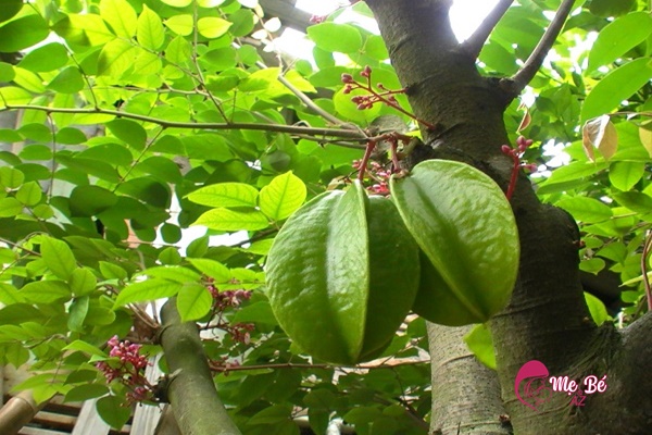 Tắm cho trẻ sơ sinh bằng lá khế để chữa mụn sữa