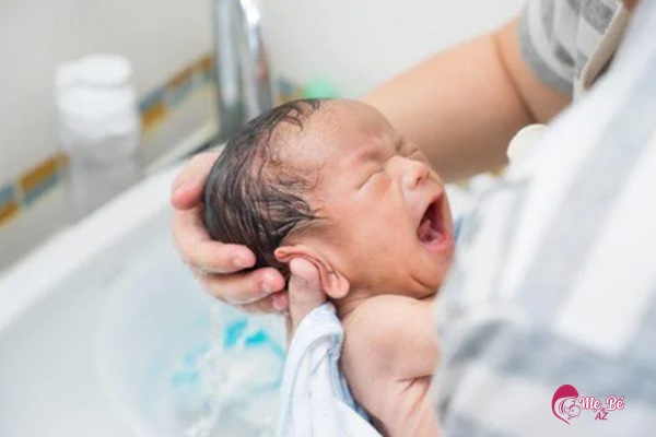 Hình ảnh cây xấu hổ