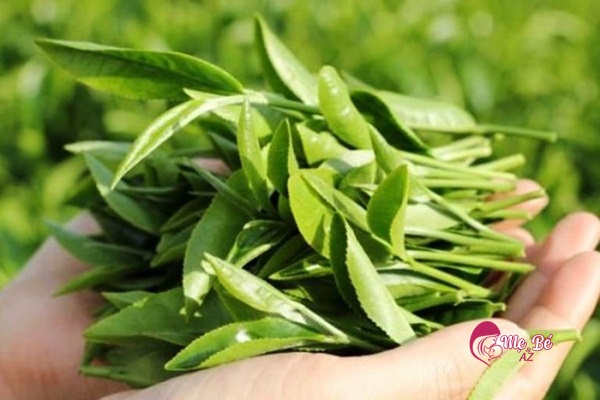 Trẻ sơ sinh tắm gì để da trắng hồng, hết rôm sảy? Lá chè xanh trị rôm sảy cho bé