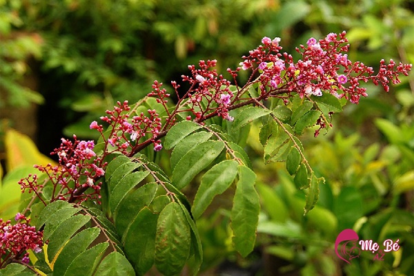 Tắm lá khế giúp da bé mát, hết rôm sảy