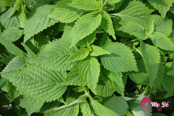 Tăm cho trẻ sơ sinh bằng lá kinh giới để hết mẩn đỏ