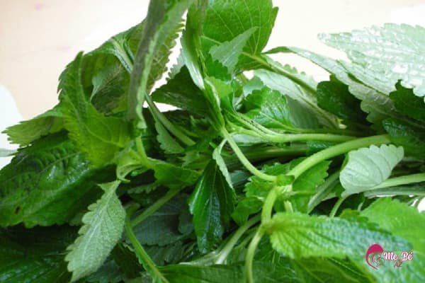 Bé tắm lá kinh giới