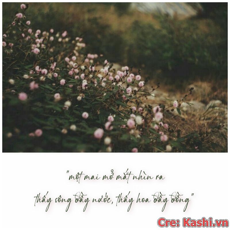 Font chữ ký bản quyền