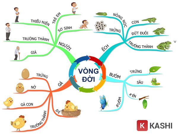 Phần mềm iMindMap